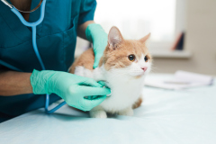 Vet Clinics